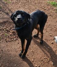 BOUNTY, Hund, Mischlingshund in Griechenland - Bild 3