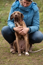 GYÖNGY, Hund, Mischlingshund in Ungarn - Bild 1