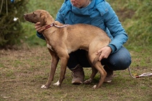 GYÖNGY, Hund, Mischlingshund in Ungarn - Bild 11