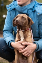 GYÖNGY, Hund, Mischlingshund in Ungarn - Bild 2