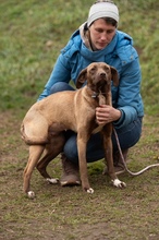 GYÖNGY, Hund, Mischlingshund in Ungarn - Bild 3