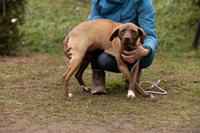 GYÖNGY, Hund, Mischlingshund in Ungarn - Bild 5