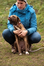 GYÖNGY, Hund, Mischlingshund in Ungarn - Bild 6