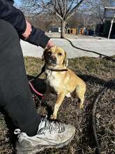 BRODY, Hund, Mischlingshund in Bulgarien - Bild 2