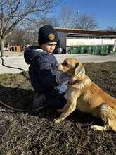 BRODY, Hund, Mischlingshund in Bulgarien - Bild 4