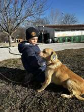 BRODY, Hund, Mischlingshund in Bulgarien - Bild 5