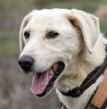 BROWNY, Hund, Labrador Retriever in Portugal - Bild 1