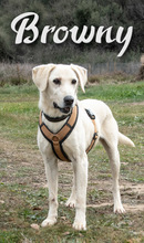 BROWNY, Hund, Labrador Retriever in Portugal - Bild 2