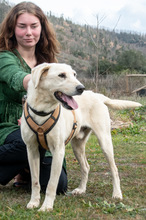 BROWNY, Hund, Labrador Retriever in Portugal - Bild 5