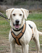 BROWNY, Hund, Labrador Retriever in Portugal - Bild 6