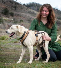 BROWNY, Hund, Labrador Retriever in Portugal - Bild 7