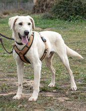 BROWNY, Hund, Labrador Retriever in Portugal - Bild 8