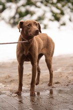 ARANYGALUSKA, Hund, Mischlingshund in Ungarn - Bild 1