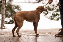 ARANYGALUSKA, Hund, Mischlingshund in Ungarn - Bild 10