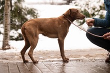 ARANYGALUSKA, Hund, Mischlingshund in Ungarn - Bild 11