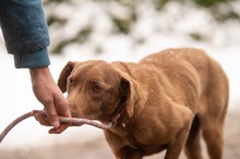 ARANYGALUSKA, Hund, Mischlingshund in Ungarn - Bild 12