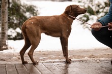 ARANYGALUSKA, Hund, Mischlingshund in Ungarn - Bild 13