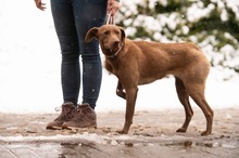 ARANYGALUSKA, Hund, Mischlingshund in Ungarn - Bild 15