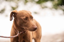 ARANYGALUSKA, Hund, Mischlingshund in Ungarn - Bild 16