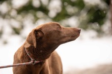 ARANYGALUSKA, Hund, Mischlingshund in Ungarn - Bild 17