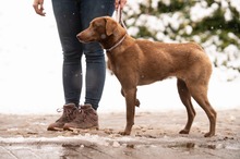 ARANYGALUSKA, Hund, Mischlingshund in Ungarn - Bild 18