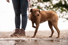 ARANYGALUSKA, Hund, Mischlingshund in Ungarn - Bild 19