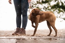 ARANYGALUSKA, Hund, Mischlingshund in Ungarn - Bild 2