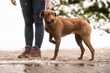 ARANYGALUSKA, Hund, Mischlingshund in Ungarn - Bild 20