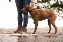 ARANYGALUSKA, Hund, Mischlingshund in Ungarn - Bild 3