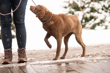 ARANYGALUSKA, Hund, Mischlingshund in Ungarn - Bild 4