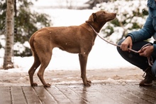 ARANYGALUSKA, Hund, Mischlingshund in Ungarn - Bild 6