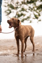 ARANYGALUSKA, Hund, Mischlingshund in Ungarn - Bild 9