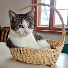 LAKIS, Katze, Hauskatze in Berlin - Bild 1