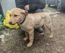 MEX, Hund, Mischlingshund in Slowakische Republik - Bild 2