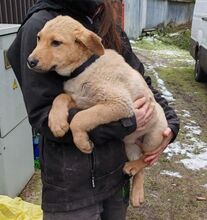 MEX, Hund, Mischlingshund in Slowakische Republik - Bild 3