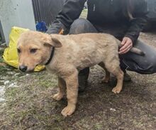 MEX, Hund, Mischlingshund in Slowakische Republik - Bild 4