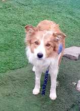 CARLOTA, Hund, Border Collie-Mix in Spanien - Bild 1