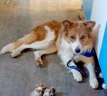 CARLOTA, Hund, Border Collie-Mix in Spanien - Bild 3