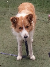 CARLOTA, Hund, Border Collie-Mix in Spanien - Bild 4