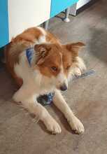 CARLOTA, Hund, Border Collie-Mix in Spanien - Bild 6