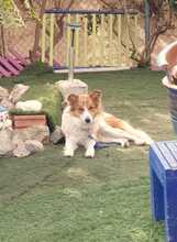 CARLOTA, Hund, Border Collie-Mix in Spanien - Bild 8