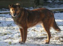 FRIEDA, Hund, Mischlingshund in Münchberg - Bild 3