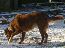 FRIEDA, Hund, Mischlingshund in Münchberg - Bild 4