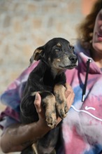 DEVERGO, Hund, Mischlingshund in Ungarn - Bild 15