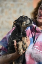 DEVERGO, Hund, Mischlingshund in Ungarn - Bild 17