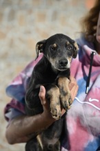 DEVERGO, Hund, Mischlingshund in Ungarn - Bild 18