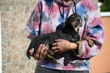 DEVERGO, Hund, Mischlingshund in Ungarn - Bild 19