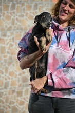 DEVERGO, Hund, Mischlingshund in Stadthagen - Bild 25