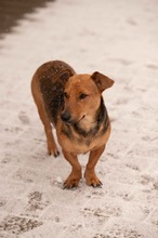 OCTOBER, Hund, Mischlingshund in Ungarn - Bild 1