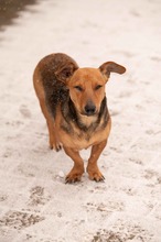 OCTOBER, Hund, Mischlingshund in Ungarn - Bild 10